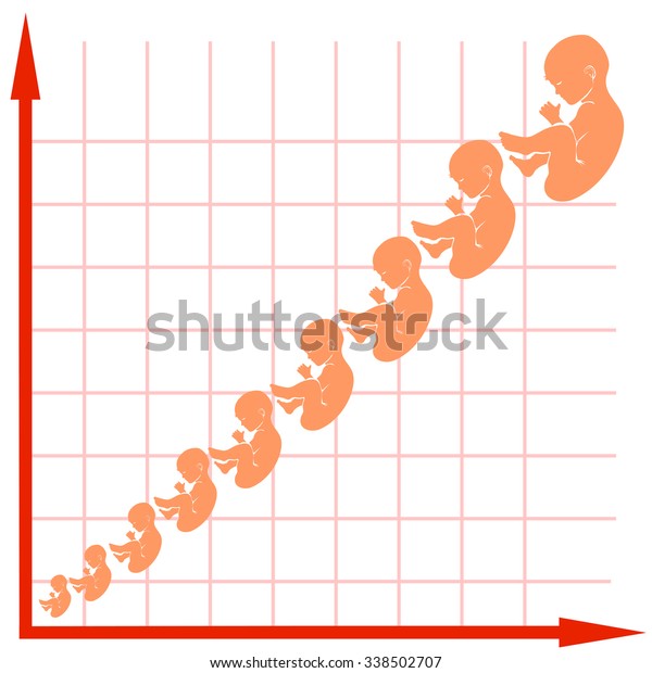 Maternity Growth Chart