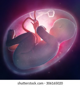 Human Fetus Inside The Womb