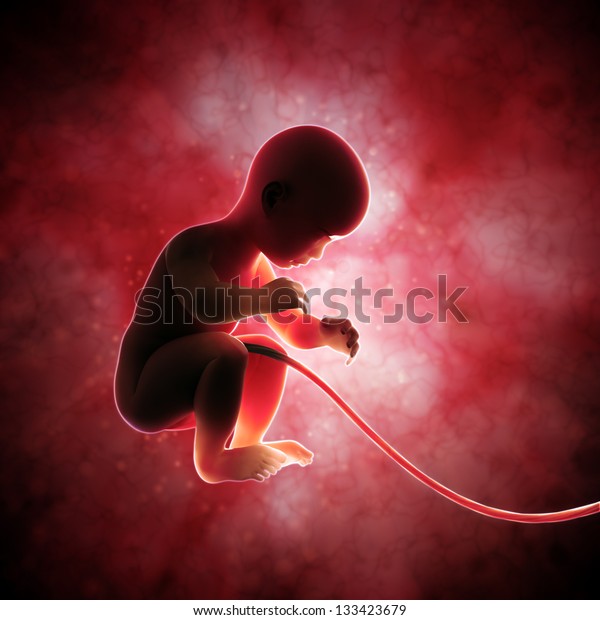 子宮内の人間の胎児 のイラスト素材