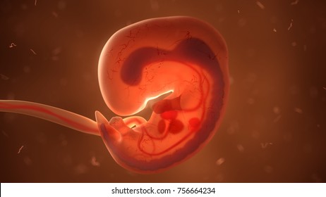 Human Fetus With Internal Organs, 3d Illustration