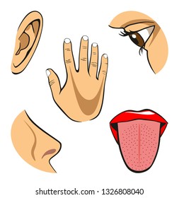 Human Five Senses Diagram Including Eye Stock Illustration 1326808040