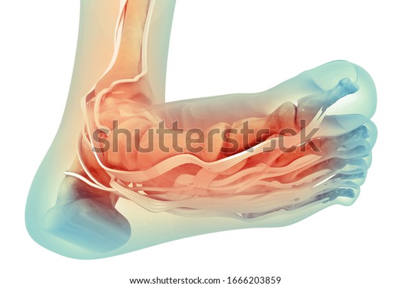 Human foot anatomy. Foot tendons. 3d illustration