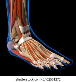 Human Foot and Ankle Anatomy, 3d Rendering
