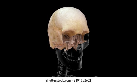 Human Frontal Bone Skull Anatomy 3d Illustration