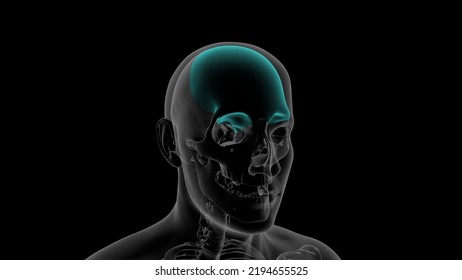 Human Frontal Bone Skull Anatomy 3d Illustration