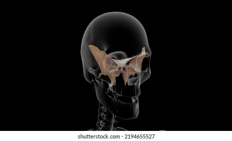 Human Frontal Bone Skull Anatomy 3d Illustration