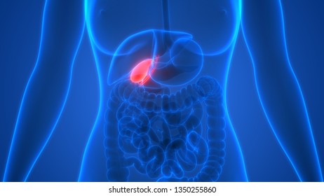 Human Gallbladder Anatomy 3d Stock Illustration 1350255860