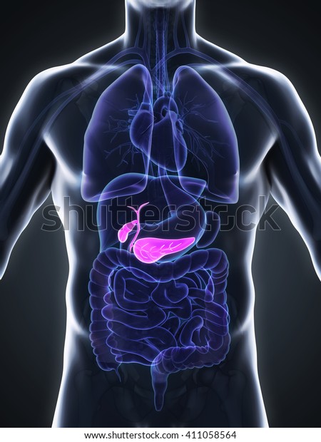Human Gallbladder Pancreas Anatomy 3d Rendering Stock Illustration