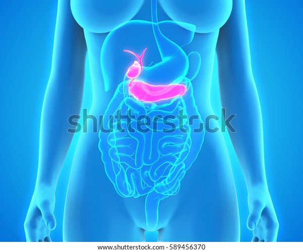 Human Gallbladder Pancreas Anatomy 3d Rendering Stock Illustration ...