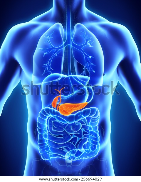Human Gallbladder and\
Pancreas Anatomy