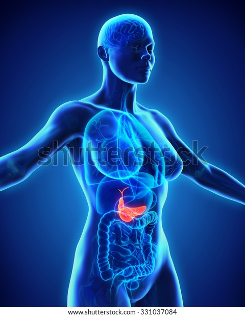 Human Gallbladder Pancreas Anatomy Stock Illustration 331037084 ...