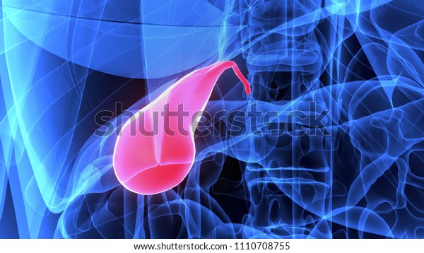 Human Gallbladder Pancreas Anatomy Illustration 3d Stock Illustration ...