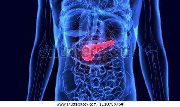 Human Gallbladder and Pancreas Anatomy
Illustration. 3D
render

