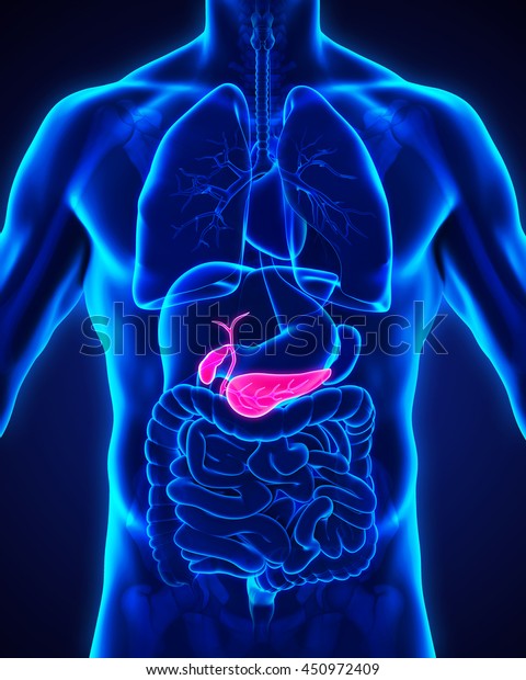 Human Gallbladder Pancreas Anatomy Illustration 3d Stock Illustration