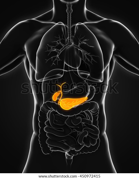 Human Gallbladder Pancreas Anatomy Illustration D Stock Illustration Shutterstock