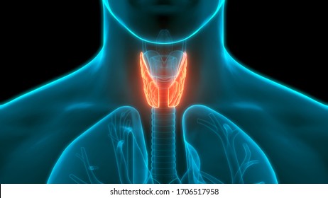 Human Glands Lobes Of Thyroid Gland Anatomy. 3D