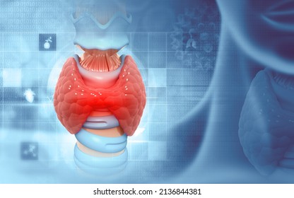 Human Glands Lobes Of Thyroid Gland Anatomy. 3d Illustration