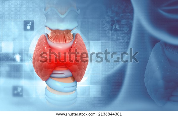 Human Glands Lobes of Thyroid Gland Anatomy.\
3d illustration