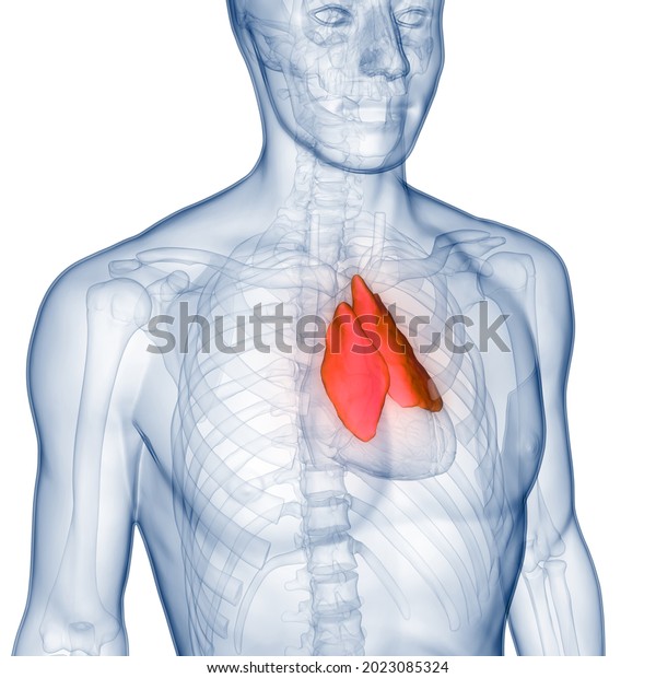 Human Glands Thymus Gland\
Anatomy. 3D