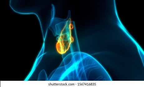 Human Glands Thyroid Gland Anatomy 3d Stock Illustration 1567416835 ...