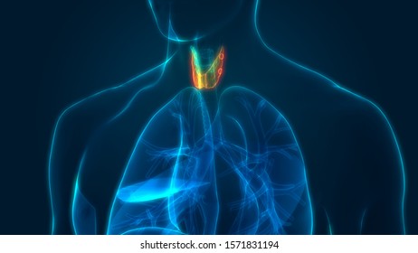 Human Respiratory System Larynx Pharynx Anatomy Stock Illustration ...