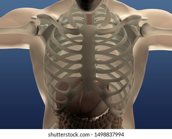 Human Gut Digestive Anatomy 3d Illustration Stock Illustration ...