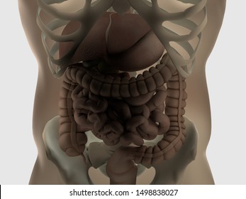 Human Gut Digestive Anatomy 3d Illustration Stock Illustration ...