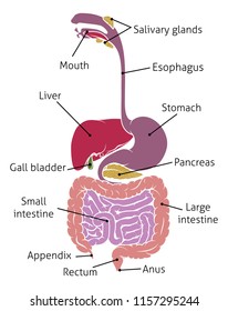 A Human Gut Digestive System Gastrointestinal Anatomical Tract Diagram