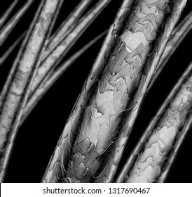 Human Hair Microscope, 3D Illustration