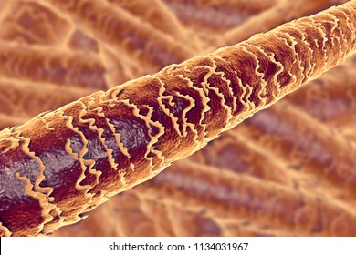 Magnified Human Hair Images, Stock Photos & Vectors | Shutterstock