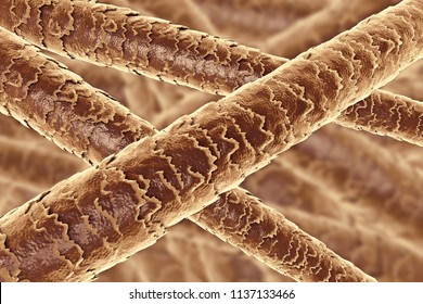 human hair under microscope 400x
