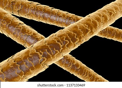 Human Hair Microscope Images, Stock 