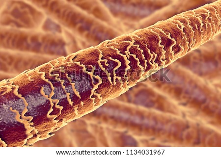 Human Hair Under Microscope 3 D Illustration Stock Illustration