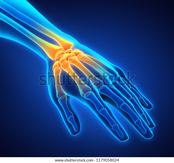 Human Hand
Anatomy Illustration. 3D
rendering