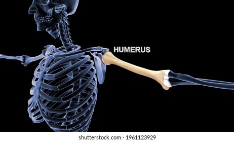 Human Hand Bone Humerus 3d illustration