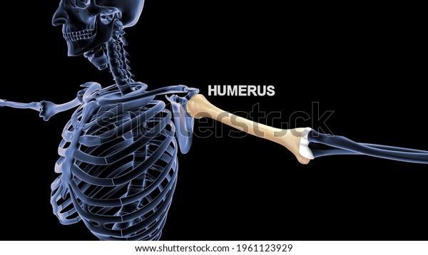 Human Hand Bone Humerus\
3d illustration