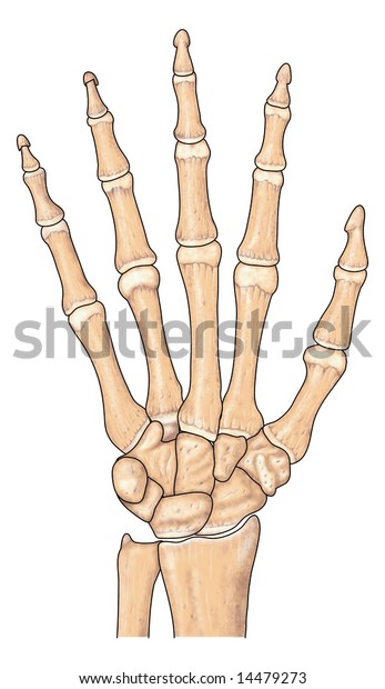 human hand\
bones