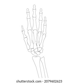 Human Hand Skeleton Contour Isolated On Stock Illustration 2079602623 ...