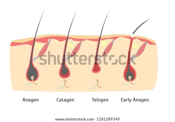 カード プラカード用のカットでの人間の頭の毛の成長サイクル イラスト のイラスト素材