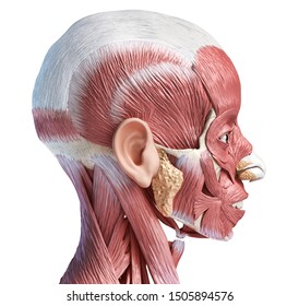 358 Nose cartilage Images, Stock Photos & Vectors | Shutterstock