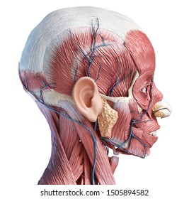 Artery Neck High Res Stock Images Shutterstock