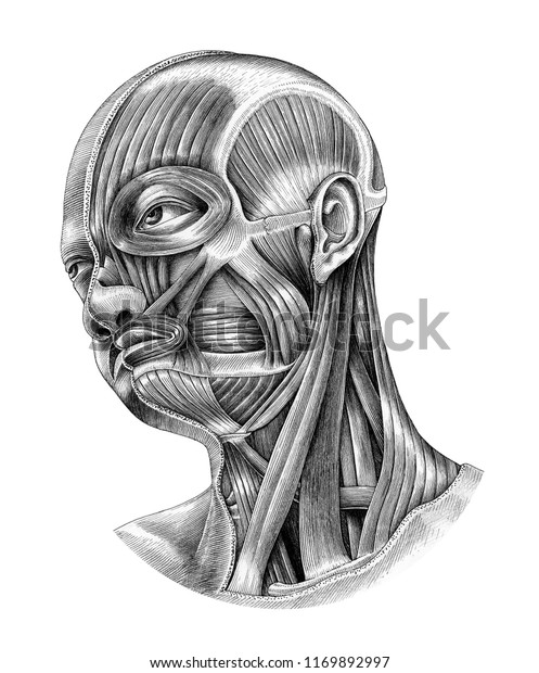 Human Head Neck Anatomy Diagram Illustration Stock Illustration ...