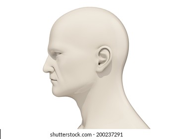 Human Head Side View Isolated On A White Background