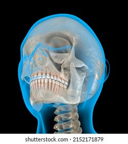 Human Head In Xray View. Dental 3D Illustration