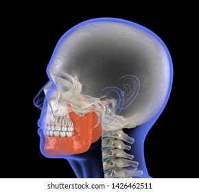 Human Head In Xray View And Marked Jaw. Medically Accurate 3D Illustration