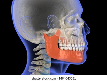 Human Head In Xray View And Marked Jaw. Medically Accurate 3D Illustration