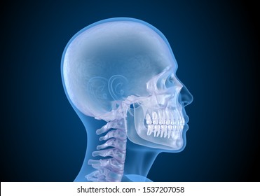 Human Head In Xray View. Medically Accurate 3D Illustration