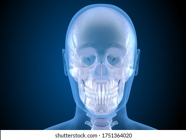 Human head in xray view. Medically accurate 3D illustration