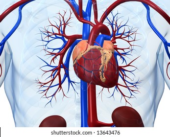 Human Heart Diagram High Res Stock Images Shutterstock