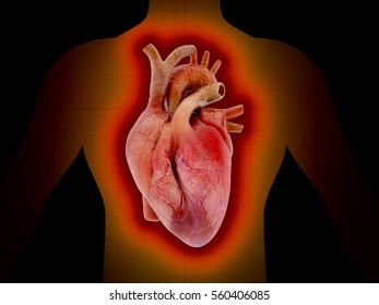 Human heart 3d illustration.